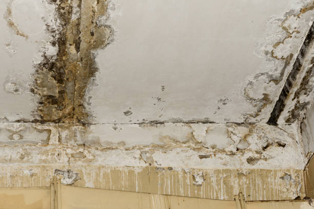 Best Airborne Mold Testing  in National City, CA