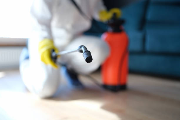 Best Black Mold Removal  in National City, CA
