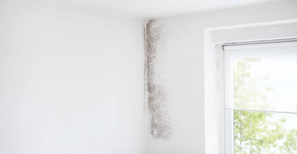 Best Environmental Consulting for Mold Prevention  in National City, CA